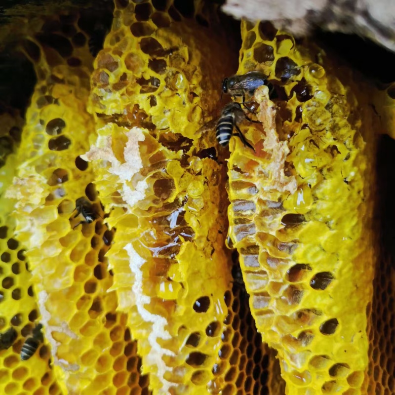 正宗土蜂蜜