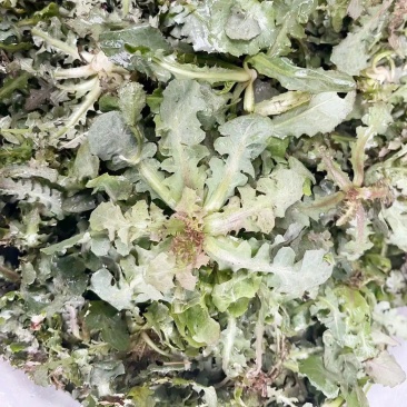 野生苦蝶子种子苦碟菜菜败酱菜渣菜二年生草本植物药食同源野