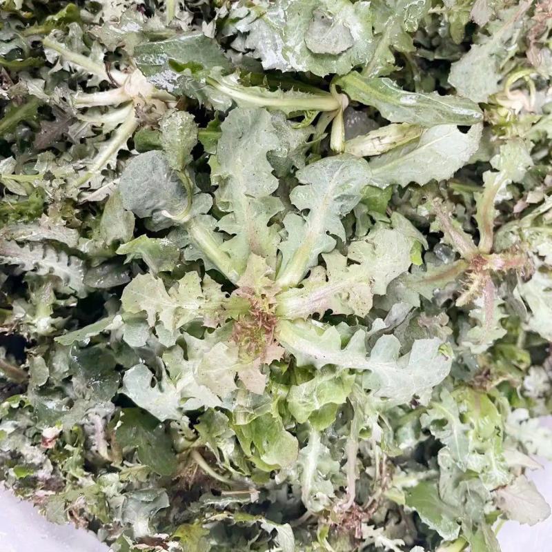 野生苦蝶子种子苦碟菜菜败酱菜渣菜二年生草本植物药食同源野