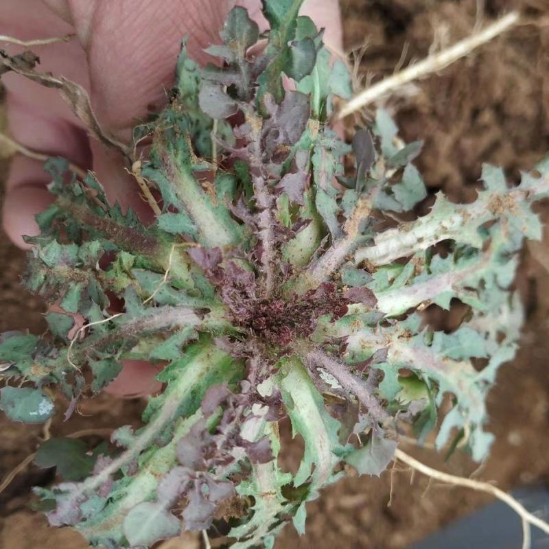 野生苦蝶子种子苦碟菜菜败酱菜渣菜二年生草本植物药食同源野