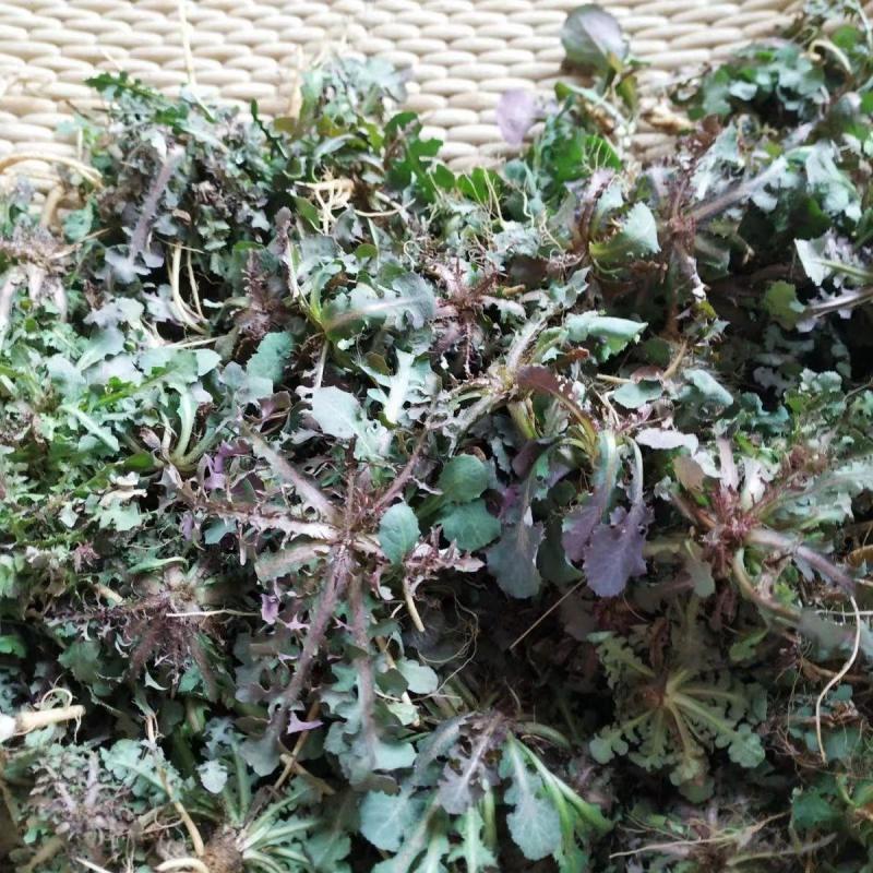 野生苦蝶子种子苦碟菜菜败酱菜渣菜二年生草本植物药食同源野