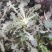 野生苦蝶子种子苦碟菜菜败酱菜渣菜二年生草本植物药食同源野