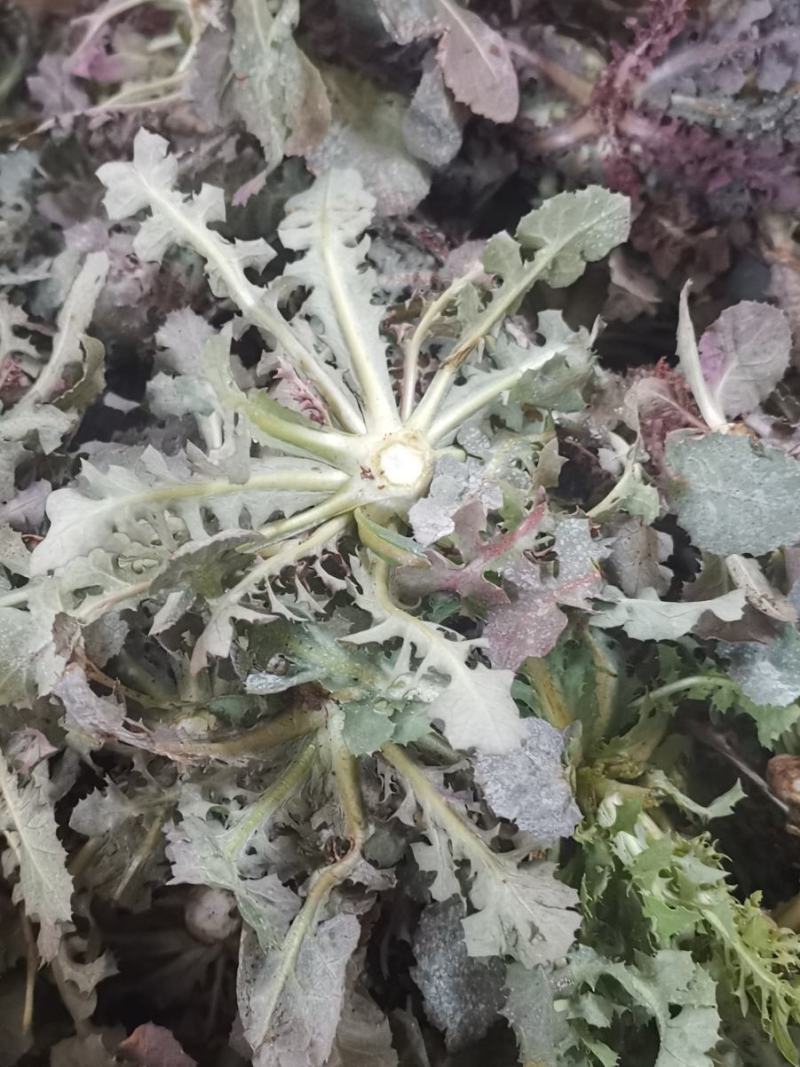 野生苦蝶子种子苦碟菜菜败酱菜渣菜二年生草本植物药食同源野
