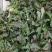 野生苦蝶子种子苦碟菜菜败酱菜渣菜二年生草本植物药食同源野