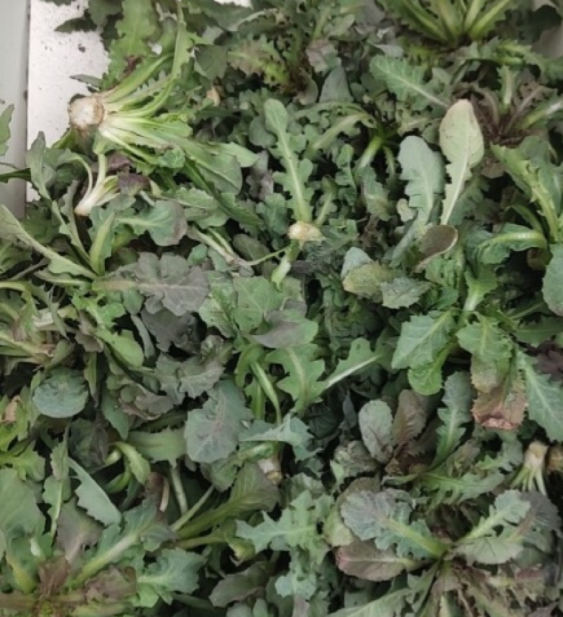 野生苦蝶子种子苦碟菜菜败酱菜渣菜二年生草本植物药食同源野