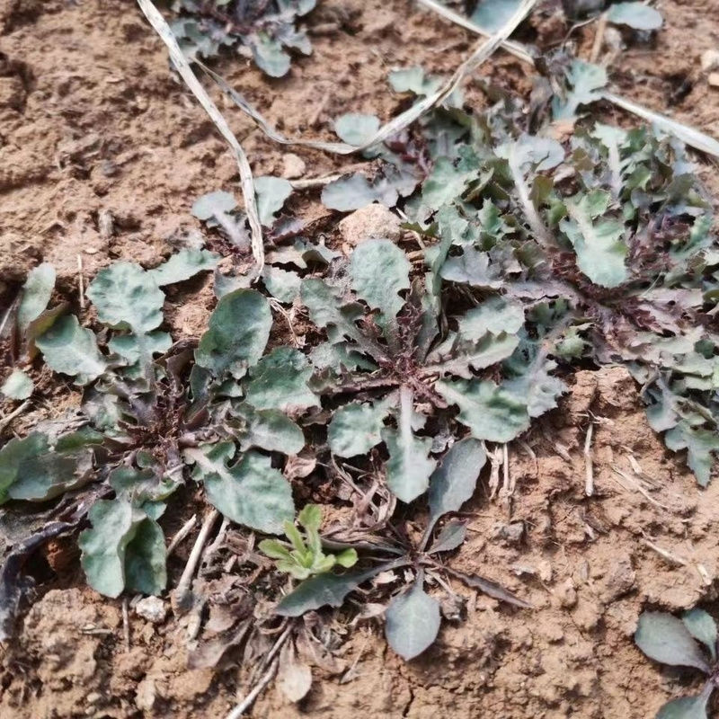 野生苦蝶子种子苦碟菜菜败酱菜渣菜二年生草本植物药食同源野