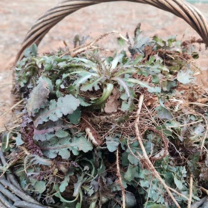 野生苦蝶子种子苦碟菜菜败酱菜渣菜二年生草本植物药食同源野