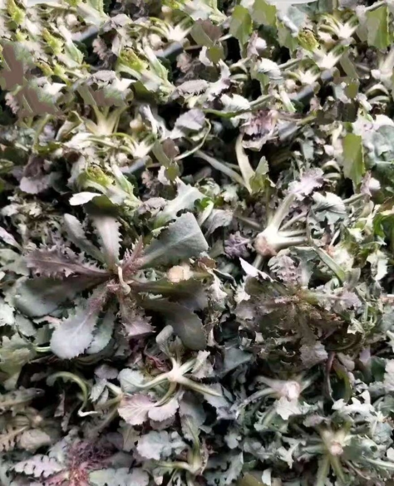野生苦蝶子种子苦碟菜菜败酱菜渣菜二年生草本植物药食同源野