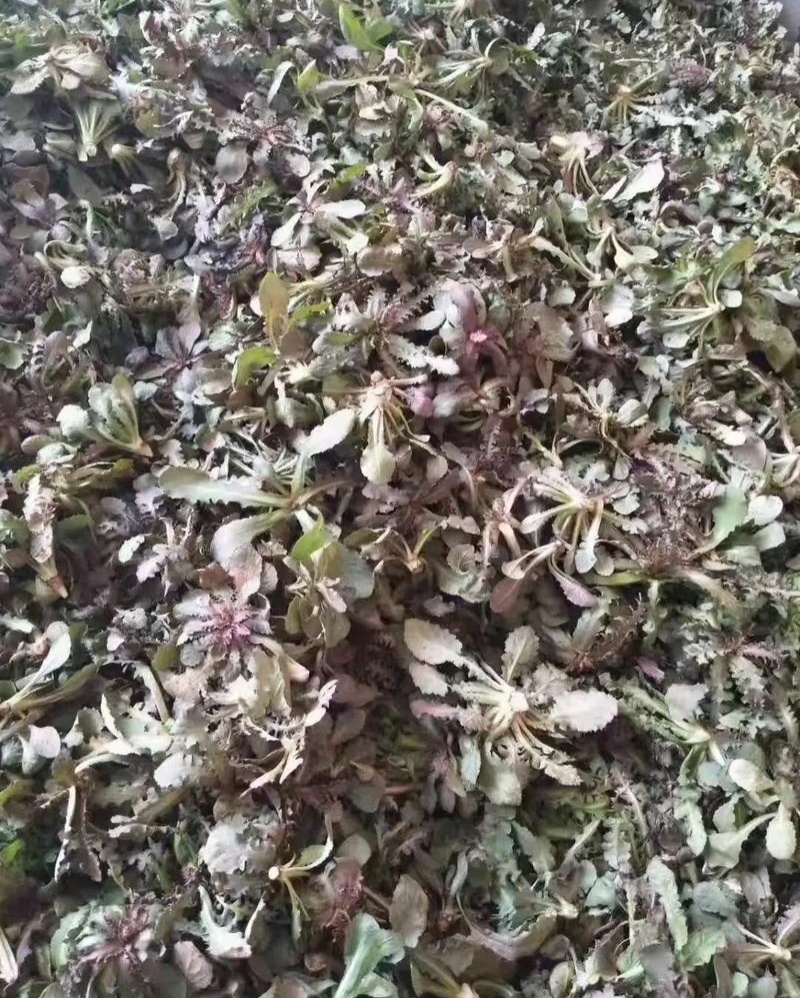 野生苦蝶子种子苦碟菜菜败酱菜渣菜二年生草本植物药食同源野