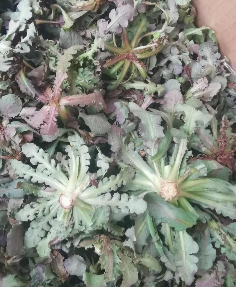 野生苦蝶子种子苦碟菜菜败酱菜渣菜二年生草本植物药食同源野