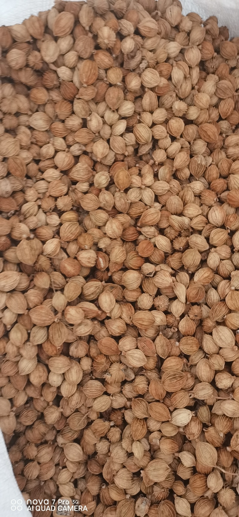 香砂看得起的老大联系预订