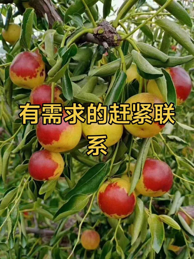 大棚富硒冬枣