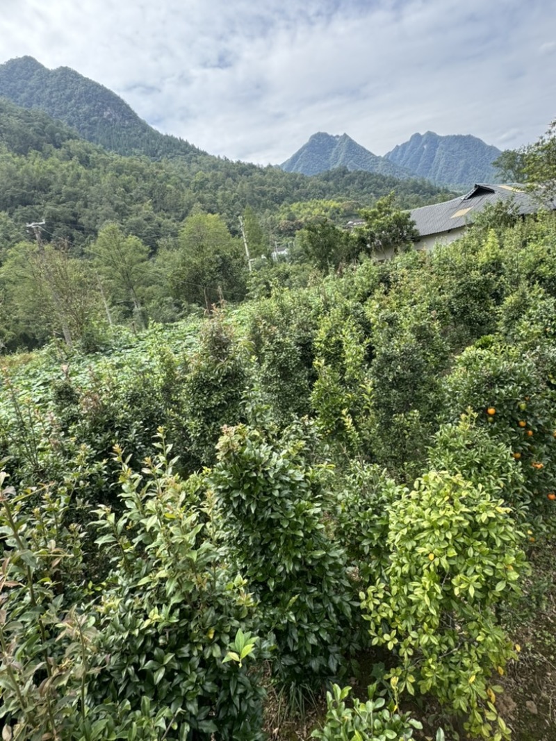地栽金弹子地景树