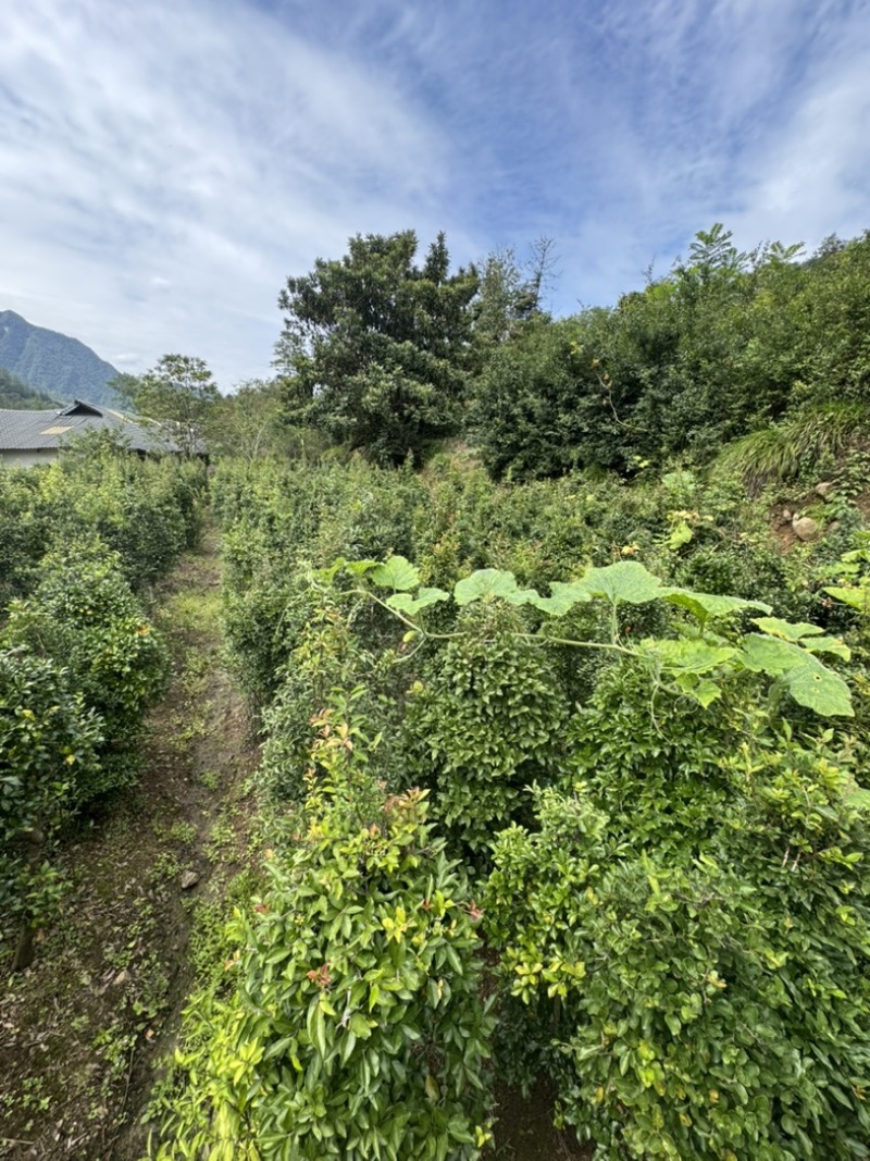地栽金弹子地景树