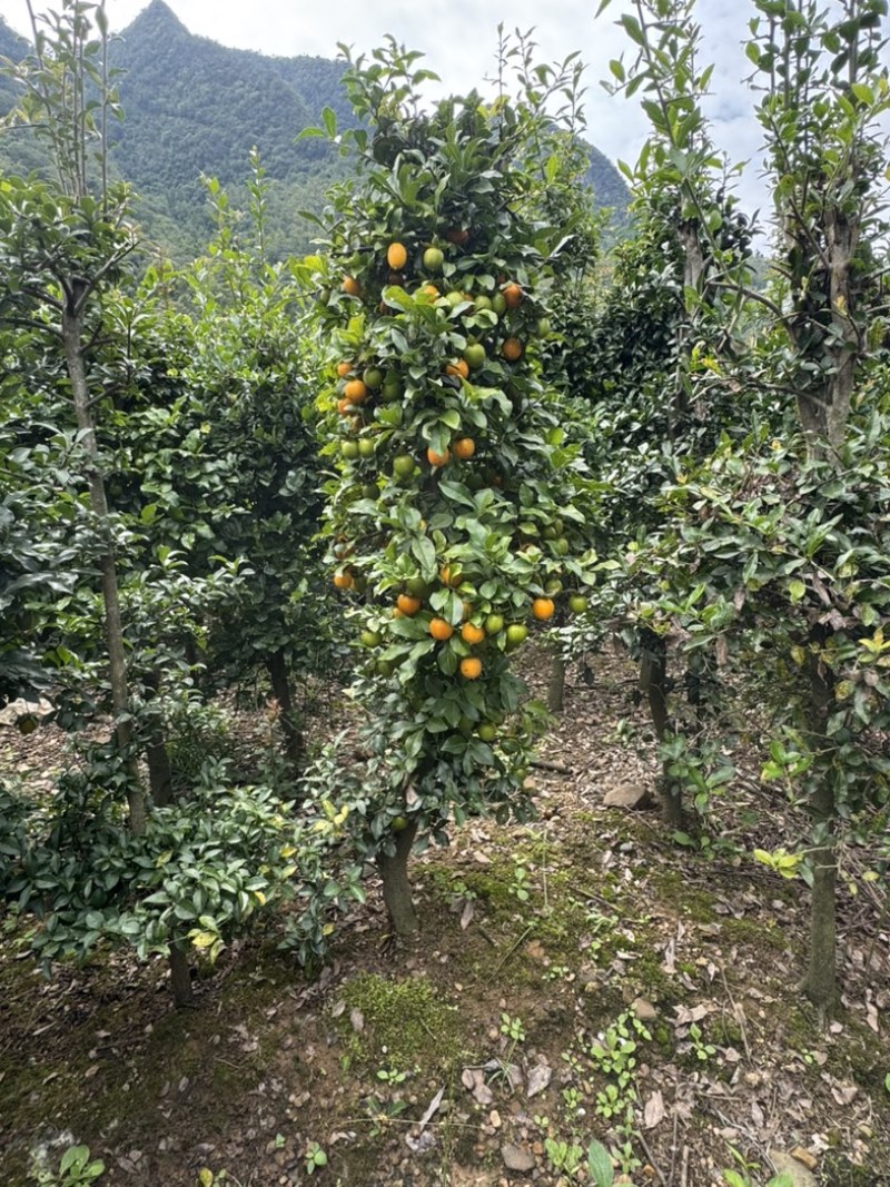 地栽金弹子地景树
