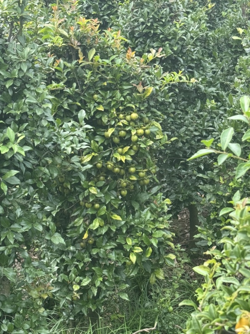地栽金弹子地景树