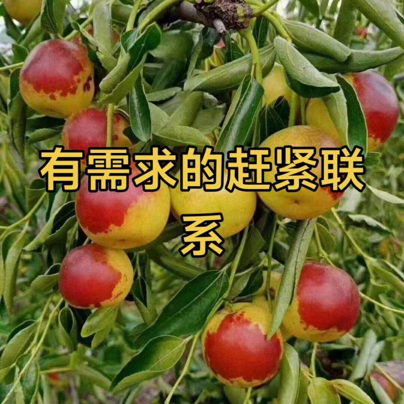 大棚富硒冬枣