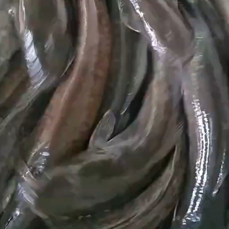 尊敬的采购商您好！现有一批均重1.5斤的埃及塘角鱼急售