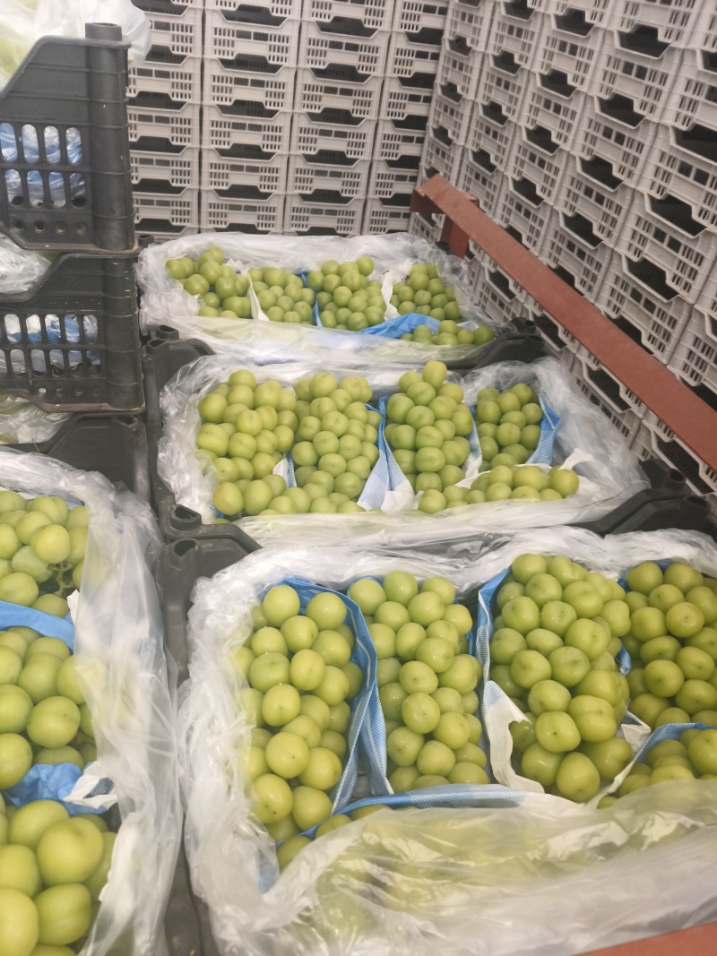 阳光玫瑰大量上市欢迎新老客户到产地考察联系。