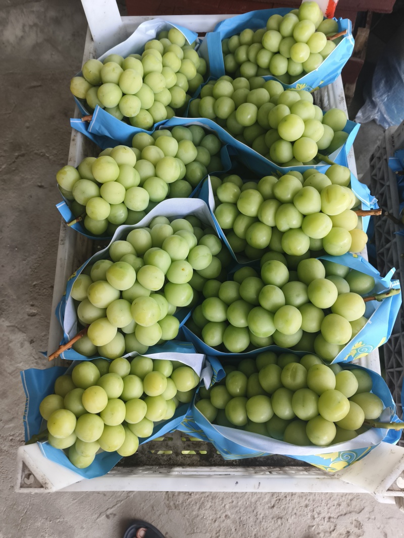 阳光玫瑰大量上市欢迎新老客户到产地考察联系。