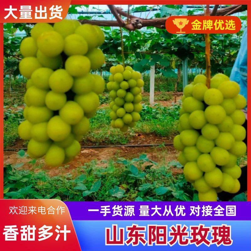 阳光玫瑰大量上市欢迎新老客户到产地考察联系。