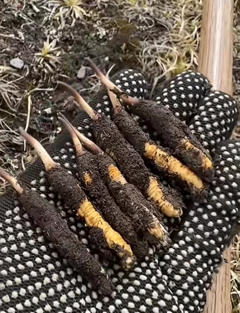 虫草