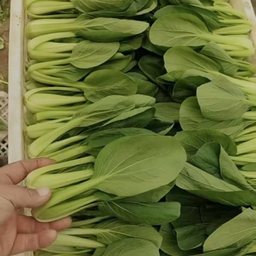 青菜