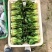 青菜