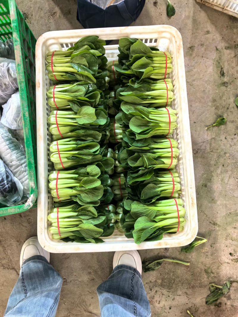 青菜