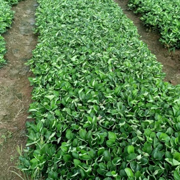 脱毒草莓苗，奶油草莓宁枫，免费技术指导