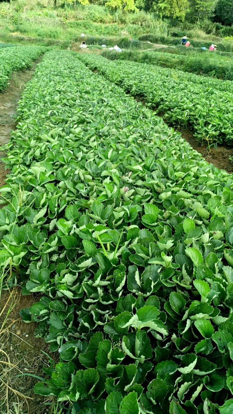 脱毒草莓苗，奶油草莓宁枫，免费技术指导