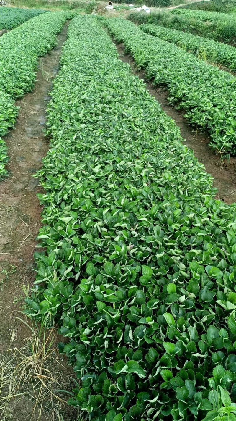 脱毒草莓苗，奶油草莓宁枫，免费技术指导