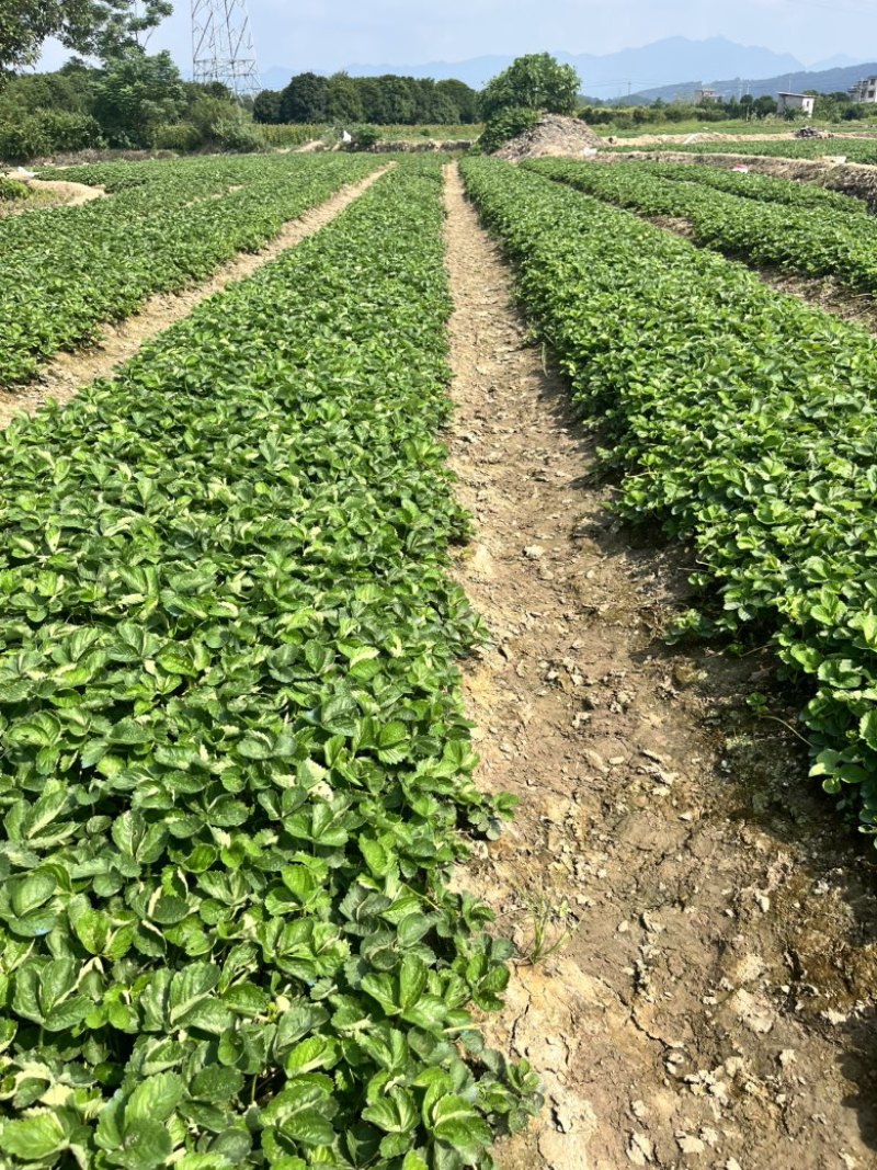 脱毒草莓苗，奶油草莓宁枫，免费技术指导