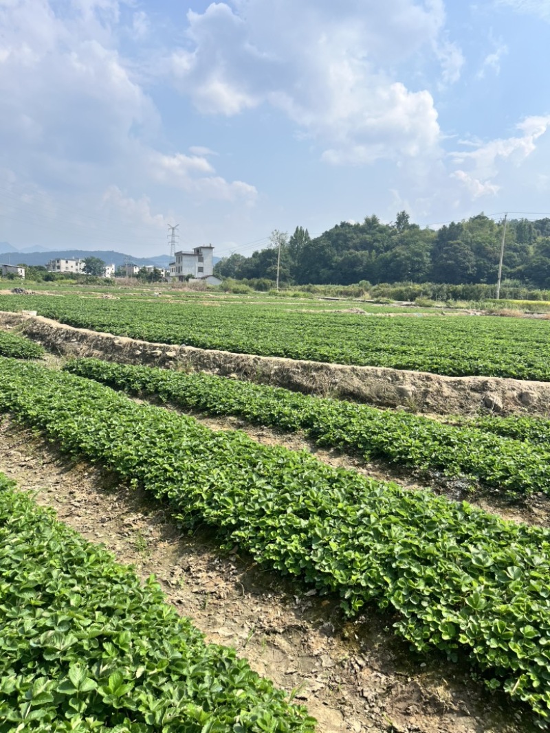 脱毒草莓苗，奶油草莓宁枫，免费技术指导