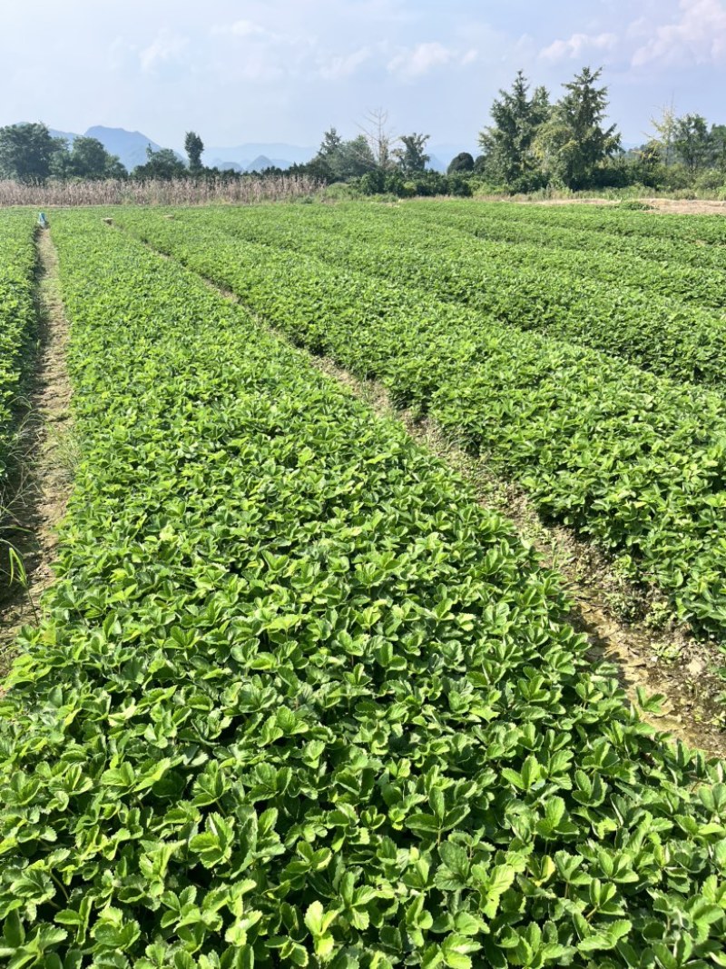 脱毒草莓苗，奶油草莓宁枫，免费技术指导