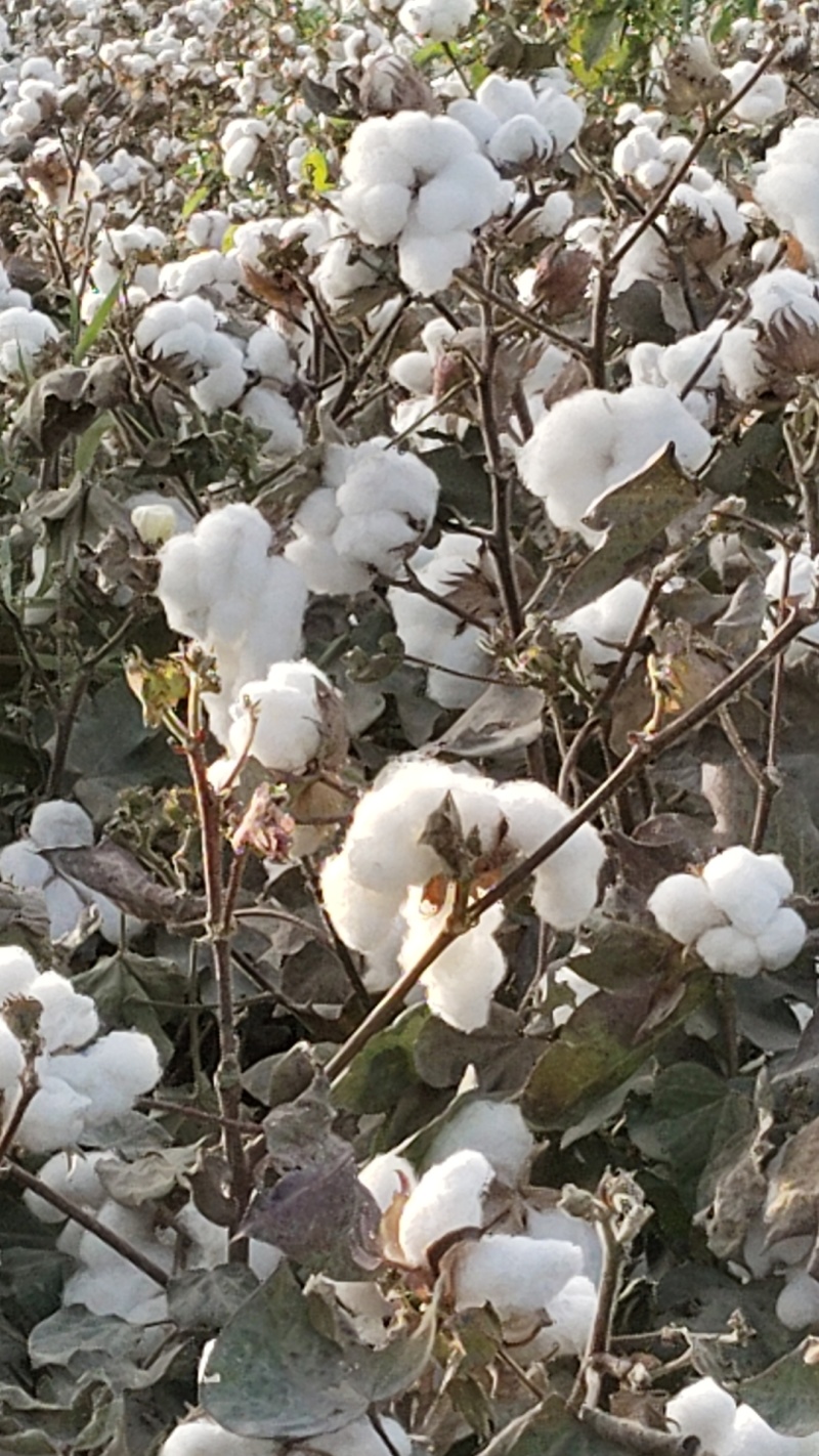 新疆棉花基地直发货源充足价格优惠可视频看货欢迎致电