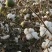 新疆棉花基地直发货源充足价格优惠可视频看货欢迎致电