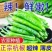 精品杭椒今日特价，质量好品质有保障适合电商超市联系