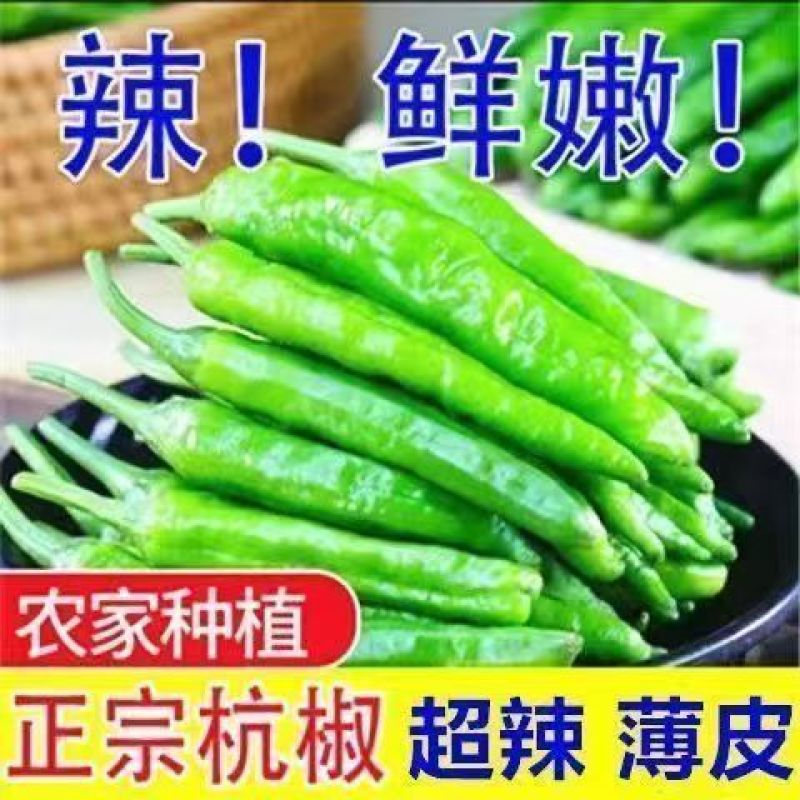 精品杭椒今日特价，质量好品质有保障适合电商超市联系