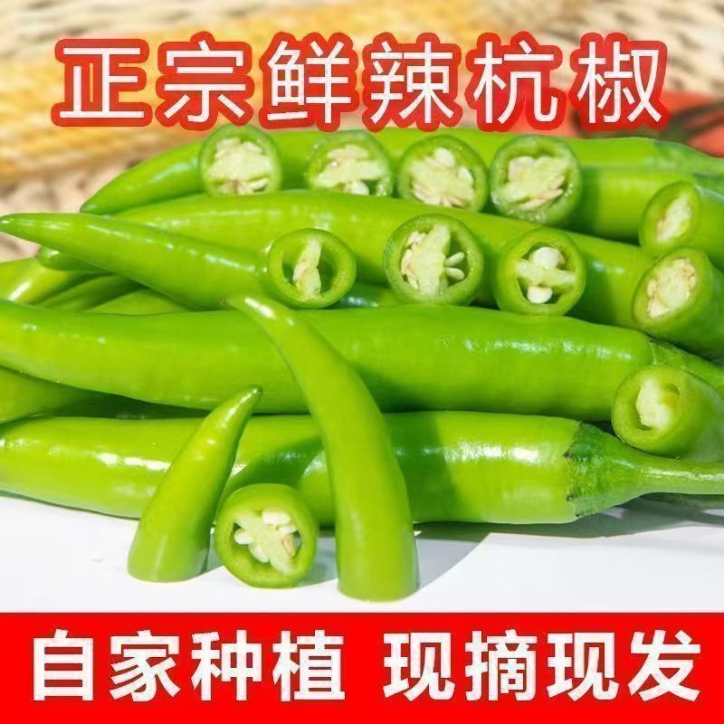 精品杭椒今日特价，质量好品质有保障适合电商超市联系