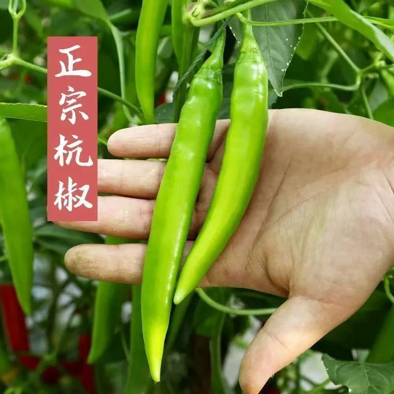 精品杭椒今日特价，质量好品质有保障适合电商超市联系