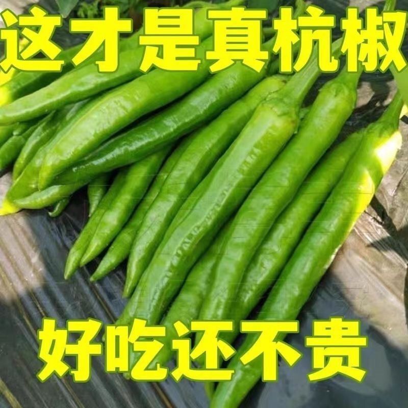 精品杭椒今日特价，质量好品质有保障适合电商超市联系