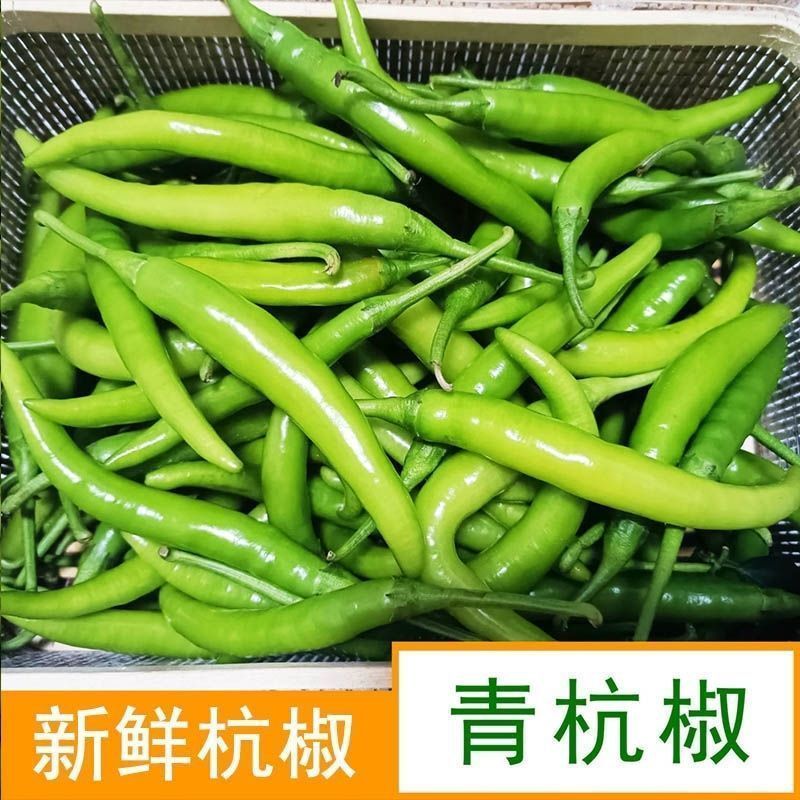 精品杭椒今日特价，质量好品质有保障适合电商超市联系