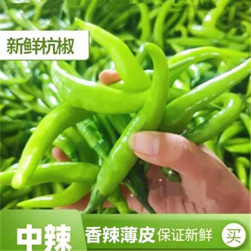 精品杭椒今日特价，质量好品质有保障适合电商超市联系