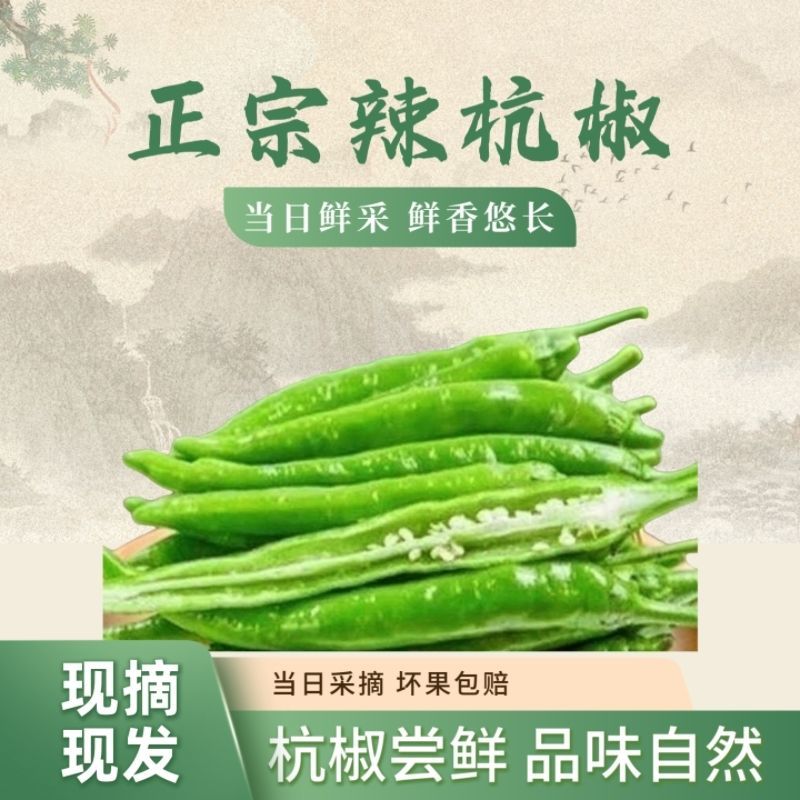 精品杭椒今日特价，质量好品质有保障适合电商超市联系