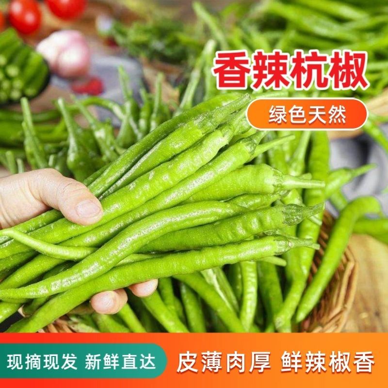 精品杭椒今日特价，质量好品质有保障适合电商超市联系