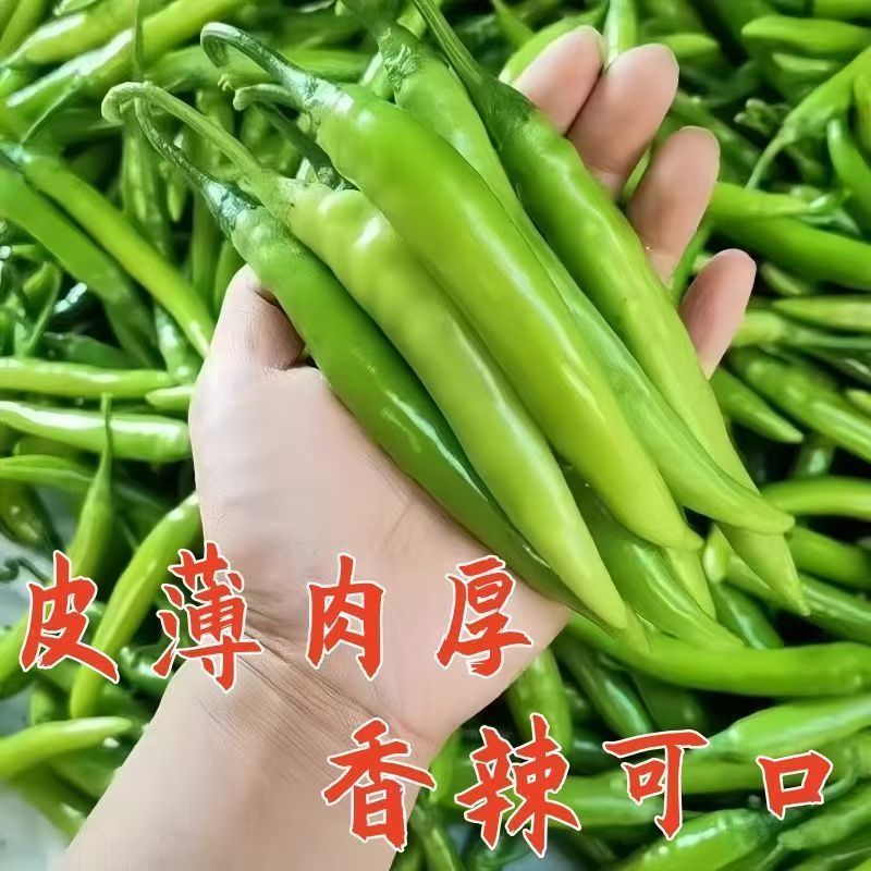 精品杭椒今日特价，质量好品质有保障适合电商超市联系