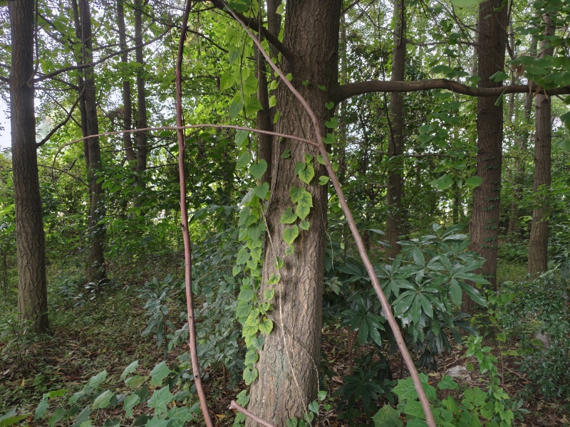 白果树