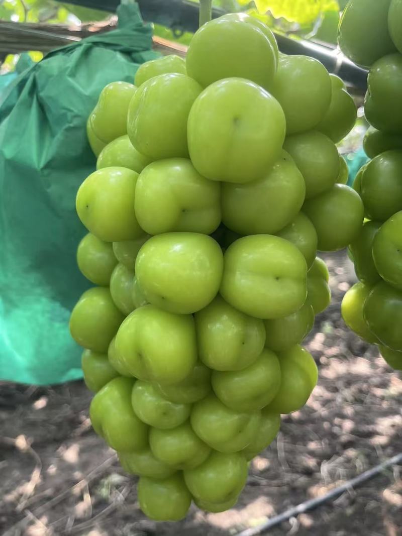 山东阳光玫瑰精品通货量大价优