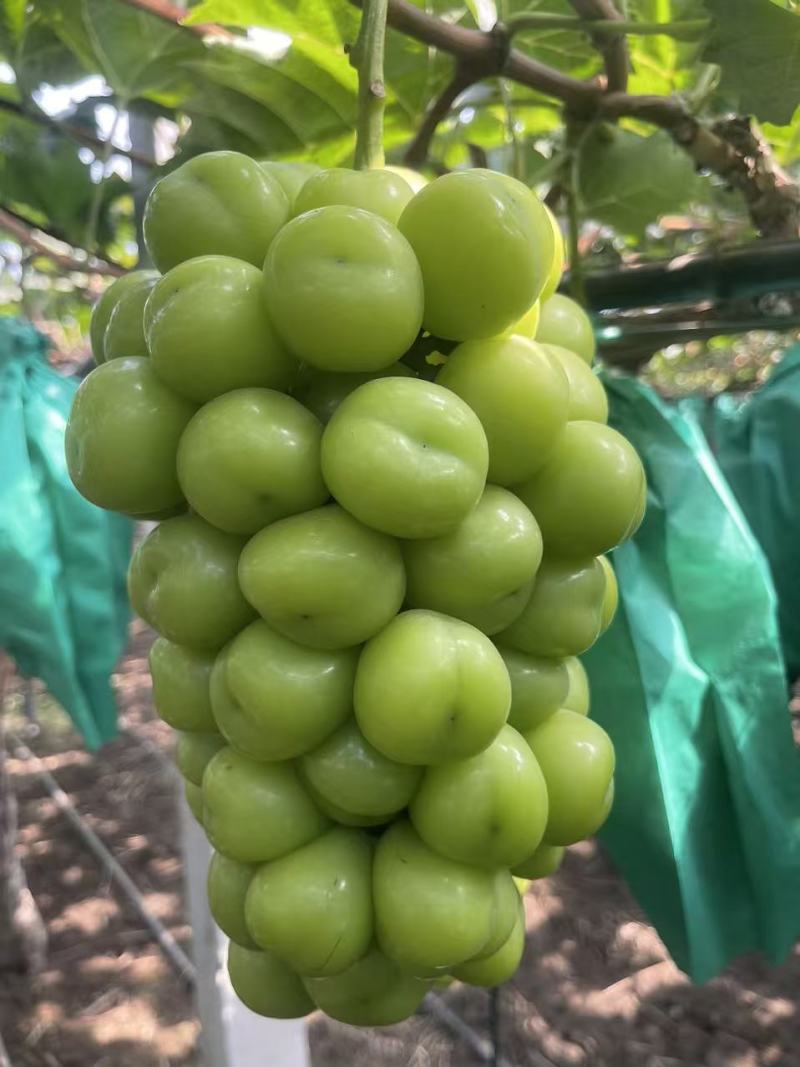山东阳光玫瑰精品通货量大价优